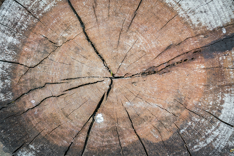Dessouchage, déssouchage arbre, déssouchage d arbre, entreprise de déssouchage d arbre